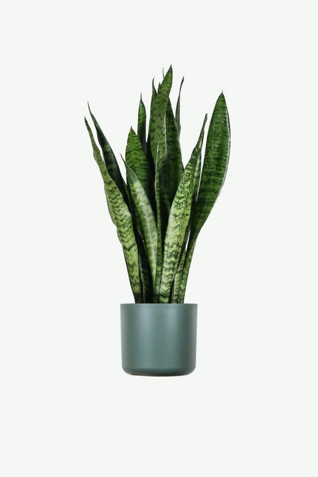plants-ecommerce-product-featured-img-1 plants ecommerce product featured img 1
